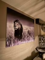 Groot Leeuwen plexiglas schilderij, Ophalen of Verzenden, Minder dan 10 m²