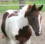 Bijzonder mooie Paint, Quarter en Barock Pinto zoeken 5*, Dieren en Toebehoren, Hengst, 0 tot 2 jaar