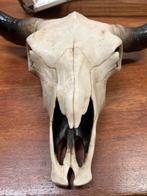 Dier schedel - 40x45cm - Decoratie, Ophalen, Gebruikt