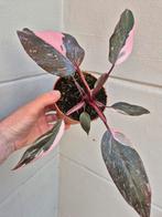 Philodendron Pink Princess p12 (F), Huis en Inrichting, Kamerplanten, Ophalen of Verzenden, Overige soorten, Minder dan 100 cm