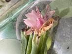 pot met 4 x Roscoea scillifolia, Vaste plant, Halfschaduw, Zomer, Ophalen