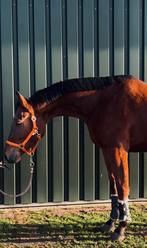 Fijne 3,5 jarige allround/springpaard, Dieren en Toebehoren, Paarden, Springpaard, Ruin, 3 tot 6 jaar, Onbeleerd