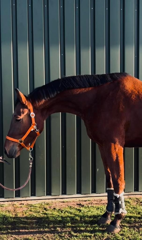 Fijne 3,5 jarige allround/springpaard, Dieren en Toebehoren, Paarden, Ruin, Onbeleerd, 165 tot 170 cm, 3 tot 6 jaar, Springpaard