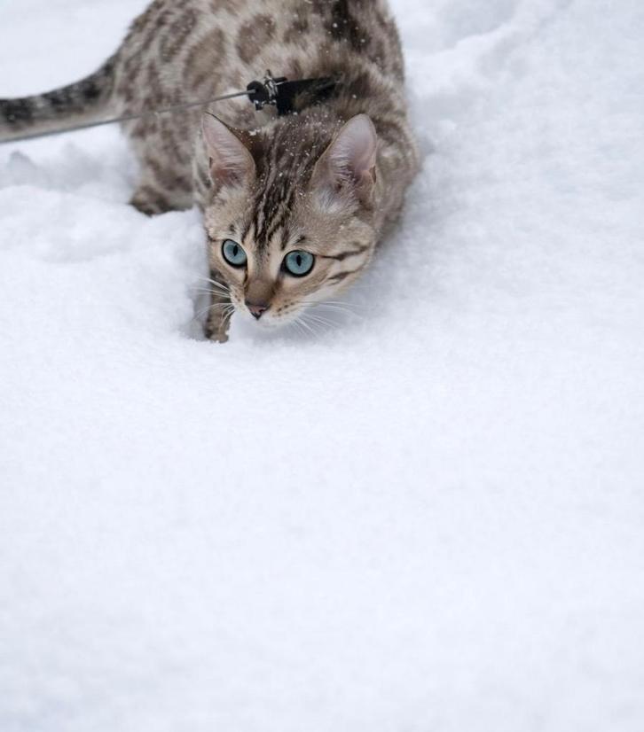 Mooie bengaal, Dieren en Toebehoren, Katten en Kittens | Raskatten | Korthaar, Poes, 0 tot 2 jaar, Ontwormd