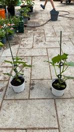 Mini komkommer, Tuin en Terras, Planten | Tuinplanten, Volle zon, Groenteplanten, Eenjarig, Ophalen of Verzenden