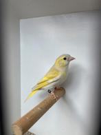 Europese sijs mutatie, Dieren en Toebehoren, Vogels | Overige Vogels, Vrouwelijk, Wildzangvogel, Geringd