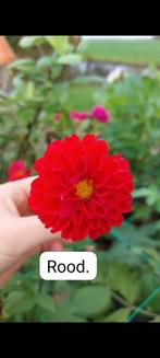 Dahlia Knollen - Prachtige Bloemen!, Ophalen of Verzenden