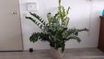 Huiskamer Plant, Huis en Inrichting, Kamerplanten, Overige soorten, 100 tot 150 cm, Halfschaduw, In pot