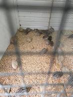 Japanse kwartels, Meerdere dieren