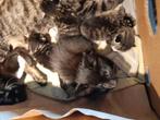 Kittens, Dieren en Toebehoren, Katten en Kittens | Overige Katten, Meerdere dieren, Kortharig, 0 tot 2 jaar