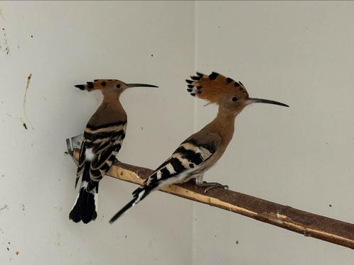 Europese hop - upupa epops, Dieren en Toebehoren, Vogels | Overige Vogels, Wildzangvogel, Meerdere dieren, Geringd