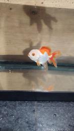 Oranda goudvis, Dieren en Toebehoren, Vis