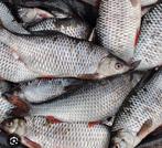 Verse Voorn te Koop, Watersport en Boten, Ophalen of Verzenden, Gebruikt, Overige typen