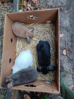 hangoortjes, Dieren en Toebehoren, Vrouwelijk, Dwerg