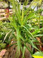 Yucca elephantipus - 2m hoog, Ophalen