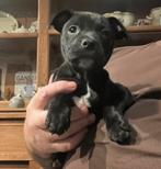 Kruising patterdale/old english bulldog, Dieren en Toebehoren, Overige rassen, CDV (hondenziekte), 8 tot 15 weken, Meerdere