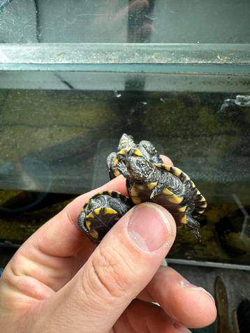 Europese moerasschildpad - Emys orbicularis beschikbaar voor biedingen