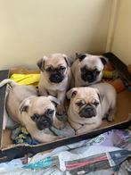 Lieve Retromops/mops/mopshond pups zoeken een fijn thuis, Dieren en Toebehoren, Honden | Chihuahua's en Gezelschapshonden, Overige rassen