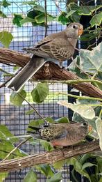 Bourkes Parkiet Wildkleur, Dieren en Toebehoren, Meerdere dieren, Parkiet, Geringd