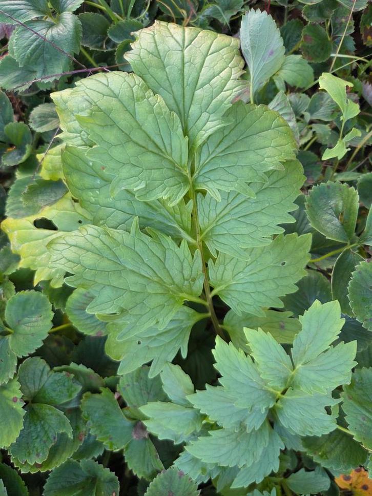 Valeriana officinalis zaden, valeriaan, Tuin en Terras, Bloembollen en Zaden, Ophalen of Verzenden