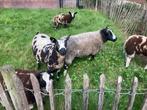 Te koop bonte schapen ooien, Dieren en Toebehoren, Schapen, Geiten en Varkens, Vrouwelijk, Schaap