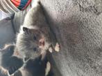 Halve maincoon kittens, Dieren en Toebehoren, Meerdere dieren, Ontwormd