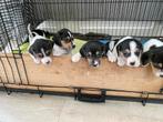 Kruising Beagle x Boerenfox pups, CDV (hondenziekte), Particulier, Meerdere, 8 tot 15 weken