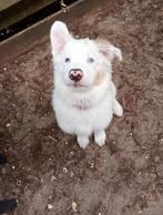 Bordercollie pup teefje, Dieren en Toebehoren, Parvo, 15 weken tot 1 jaar, Teef, Collie