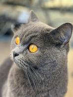 Lieve britse korthaar poes zoekt liefdevol rustig thuis, Dieren en Toebehoren, Katten en Kittens | Raskatten | Korthaar, Poes