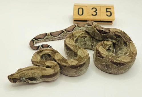 Boa imperator Ghost (66% Moonglow leopard) vrouw, Dieren en Toebehoren, Reptielen en Amfibieën, Slang, 0 tot 2 jaar