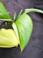 Laatste Scindapsus moonlight Varigata, Huis en Inrichting, Kamerplanten, Overige soorten, In pot, Minder dan 100 cm, Groene kamerplant