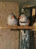 Mooi koppel zebravinken, Dieren en Toebehoren, Meerdere dieren