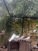 Diverse kleurpostduiven, Dieren en Toebehoren, Vogels | Duiven, Meerdere dieren, Overige soorten