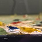 Uitgeselecteerde Neocaridina-garnalenmix Verzenden/afhalen, Dieren en Toebehoren, Vissen | Aquariumvissen, Kreeft, Krab of Garnaal