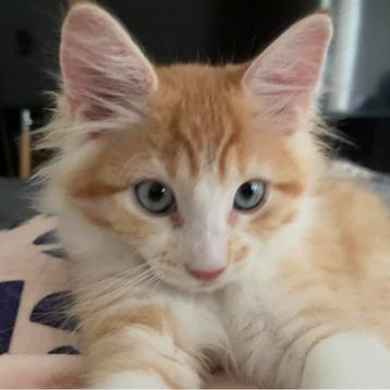 Gereserveerd Kittens te koop Main coon x Siamees x Britse ko beschikbaar voor biedingen