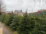 Prachtige Kerstbomen voor de Feestdagen!, Tuin en Terras, Planten | Bomen, Bloeit niet, 100 tot 250 cm, Volle zon, In pot