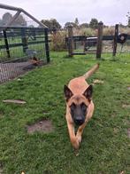Mechelse herder teef, 15 weken tot 1 jaar, Teef, Eén hond, Herder