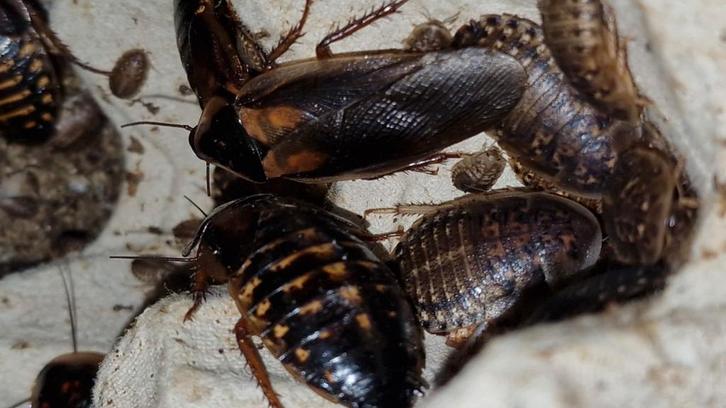 Voedseldieren dubia's, Dieren en Toebehoren, Insecten en Spinnen, Overige soorten