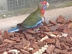 3 mooie jonge wildkleur penant rosella's 2025, Geslacht onbekend, Parkiet, Geringd