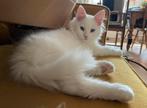 Kittens te koop Maincoon x britse korthaar x Siamees, Kater, Ontwormd, 0 tot 2 jaar