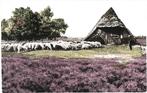 700646	Schaapskudde	Schaapskooi	Nette oud kaart onbeschreven, Ophalen of Verzenden, 1920 tot 1940, Ongelopen, Gelderland