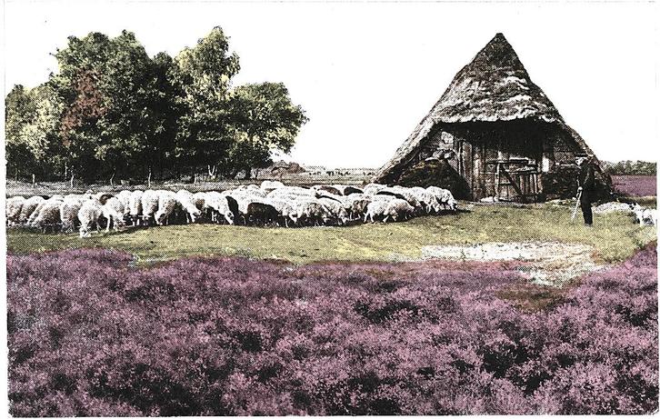 700646	Schaapskudde	Schaapskooi	Nette oud kaart onbeschreven, Verzamelen, Ansichtkaarten | Nederland, Ongelopen, Gelderland, 1920 tot 1940
