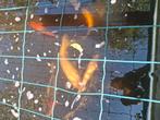 6 koi vissen, Dieren en Toebehoren, Vissen | Vijvervissen, Karper of Koi
