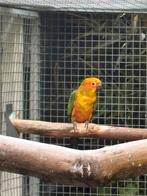 0-1 zonparkiet 2025, Dieren en Toebehoren, Vogels | Parkieten en Papegaaien, Vrouwelijk, Parkiet, Geringd