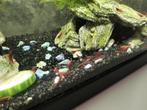 Vuurgarnalen (rood), Dieren en Toebehoren, Vissen | Aquariumvissen, Kreeft, Krab of Garnaal, Zoetwatervis