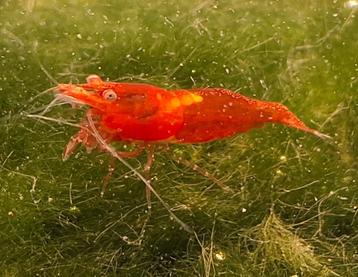 Gemengde kwaliteit - Rode oranje Neocaridina garnalen, aquar beschikbaar voor biedingen