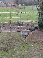 4 jonge hanen van 2025., Dieren en Toebehoren, Pluimvee, Mannelijk, Kip