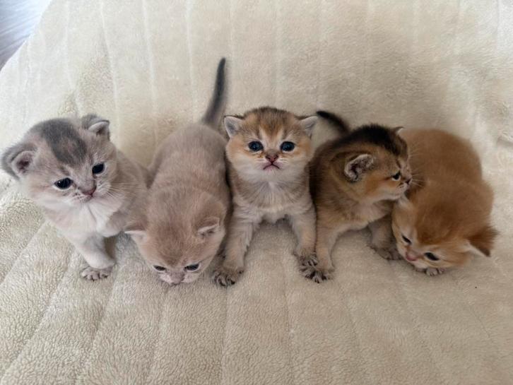 Britse korthaar kittens, Dieren en Toebehoren, Katten en Kittens | Raskatten | Korthaar, Poes, 0 tot 2 jaar, Ingeënt