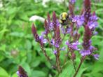 zaden Verbena hastata blauw, Verzenden, Voorjaar, Volle zon, Zaad