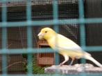 gele man kanarie, Dieren en Toebehoren, Vogels | Kanaries, Mannelijk, Kleurkanarie